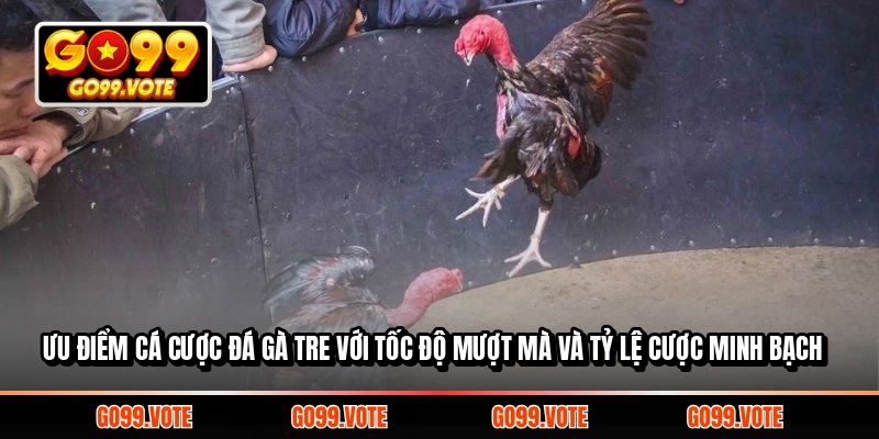 Ưu điểm Cá Cược Đá Gà Tre với tốc độ mượt mà và tỷ lệ cược minh bạch